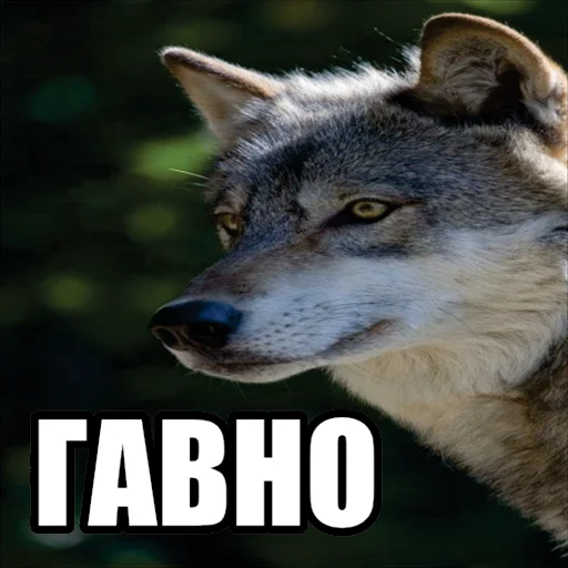 Telegram stiker «Волчьи мемы» 💩