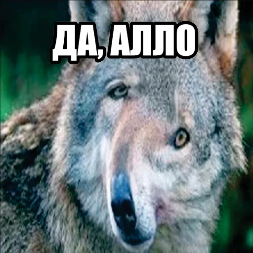 Telegram stiker «Волчьи мемы» 📞