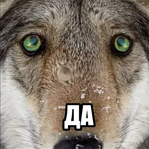 Telegram stiker «Волчьи мемы» 👍