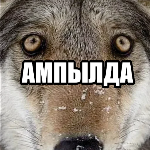 Telegram stiker «Волчьи мемы» 😤