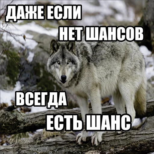 Стикер Telegram «Волчьи мемы» 🙌