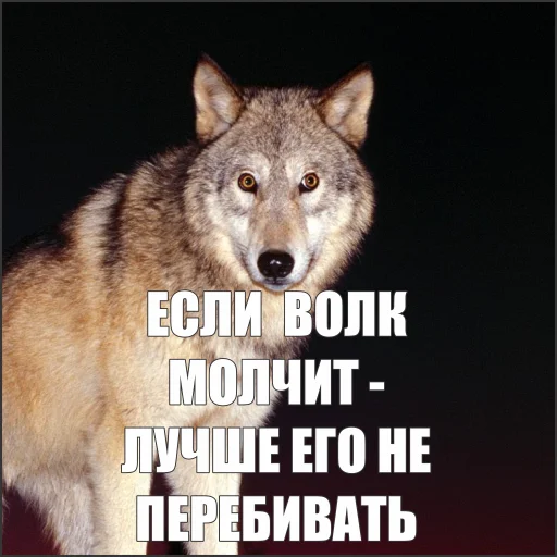Telegram stiker «Волчьи мемы» 🤫