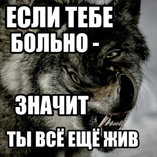 Стикер Telegram «Волчьи мемы» 🤕