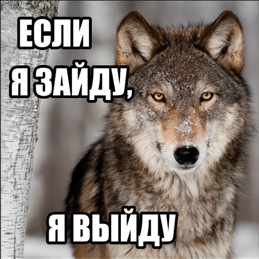 Стікер Telegram «Волчьи мемы» 🚪