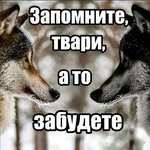 Стикер Telegram «Волчьи мемы» 📝