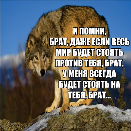 Telegram stiker «Волчьи мемы» 🍆