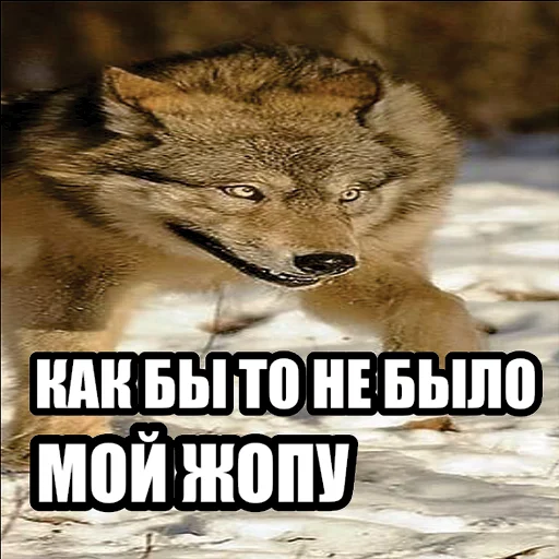 Telegram stiker «Волчьи мемы» 💦