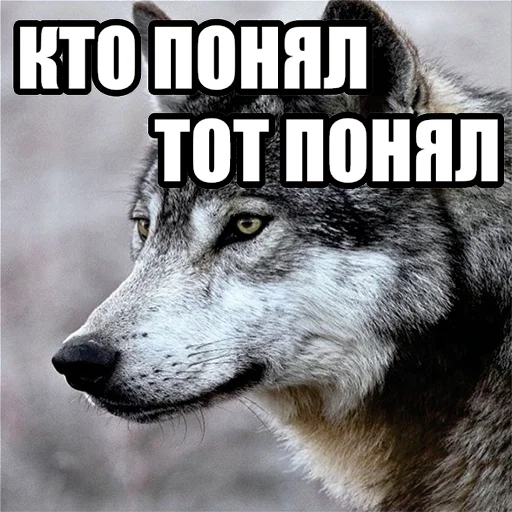 Стикер Telegram «Волчьи мемы» 😉
