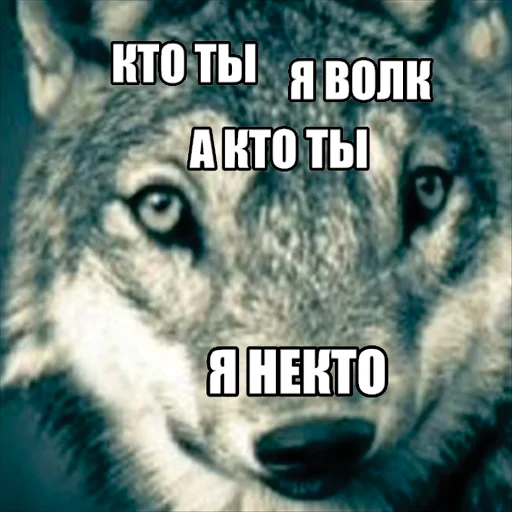 Стикер Telegram «Волчьи мемы» 🤷