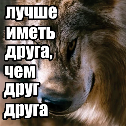 Стикер Telegram «Волчьи мемы» 🫡