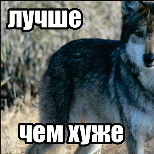 Telegram stiker «Волчьи мемы» 👌