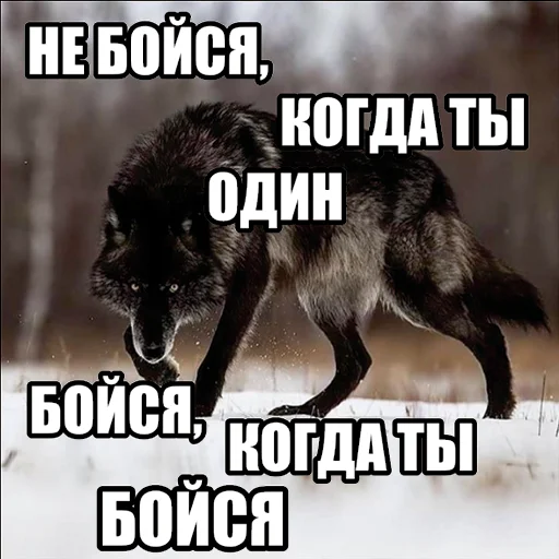 Telegram stiker «Волчьи мемы» 😨