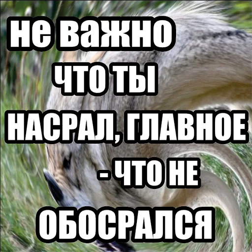 Стікер Telegram «Волчьи мемы» 🤪