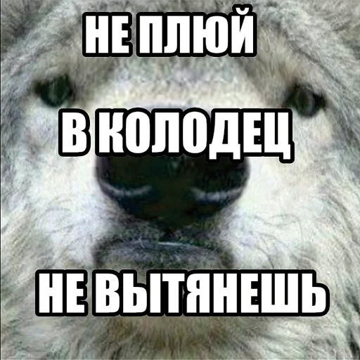 Стікер Telegram «Волчьи мемы» 🚱