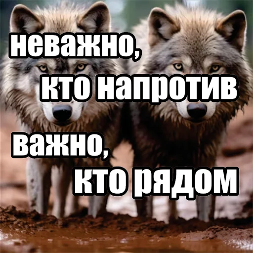 Волчьи мемы sticker ‼️