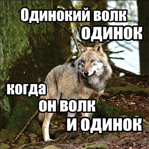Стікер Telegram «Волчьи мемы» 1️⃣