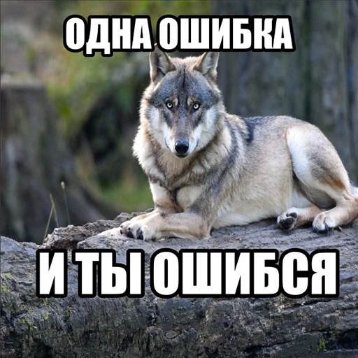 Telegram stiker «Волчьи мемы» 🤥