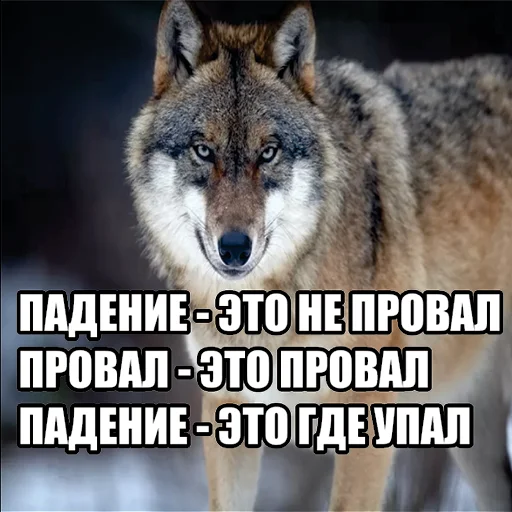 Стикер Telegram «Волчьи мемы» 📉