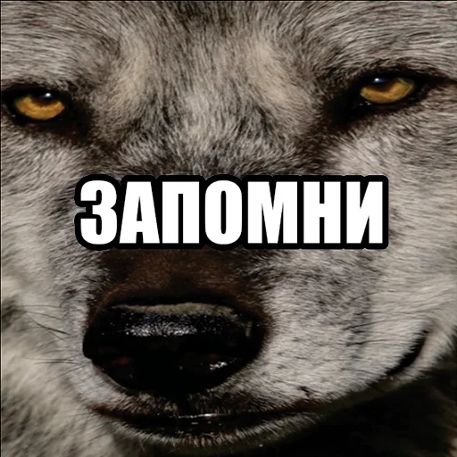 Telegram stiker «Волчьи мемы» 🙄