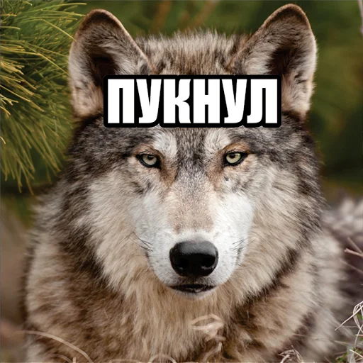 Стікер Telegram «Волчьи мемы» 🐺