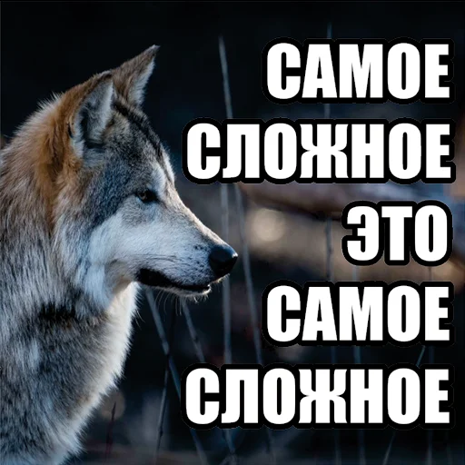 Telegram stiker «Волчьи мемы» 🧐