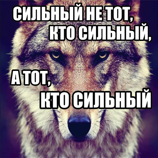 Стікер Telegram «Волчьи мемы» 💪