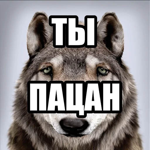 Telegram stiker «Волчьи мемы» 👨‍🦰