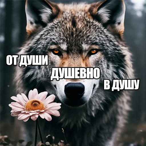 Стікер Telegram «Волчьи мемы» 😊