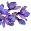 Telegram emoji «lavender» 🪻