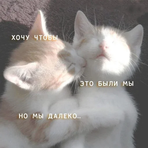 Telegram Sticker «Котики» 🤍