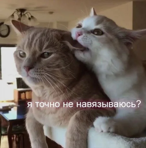 Стікер Telegram «Котики» 🥺