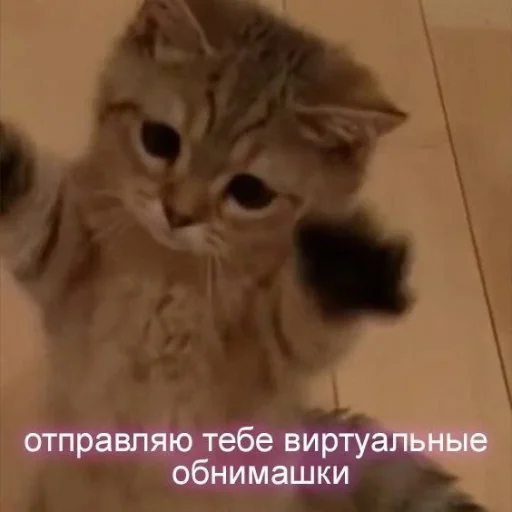 Стікер Telegram «Котики» 🤗
