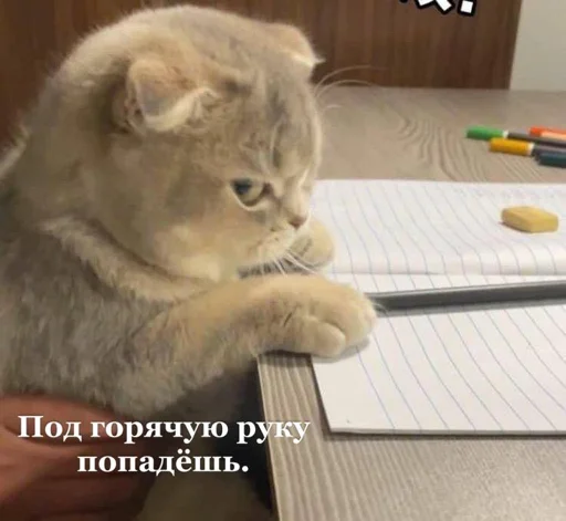 Telegram stiker «Cats | Котики» 🤔