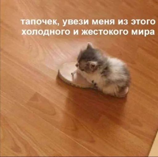Telegram Sticker «Cats | Котики» 🤔