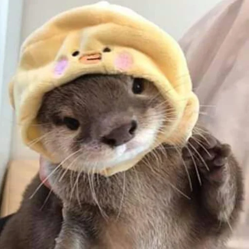 Стікер otter 🦆