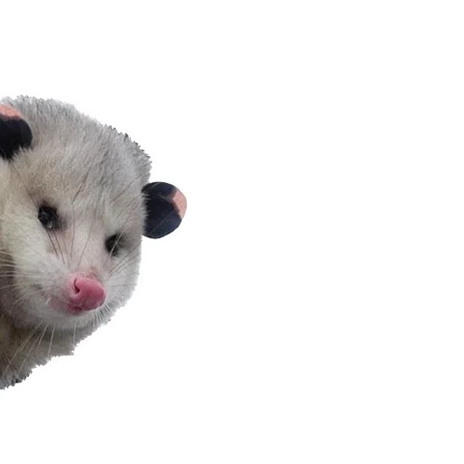 Telegram stickers Opossum Coming