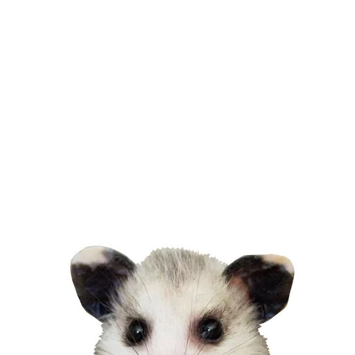 Opossum Coming stiker 😦
