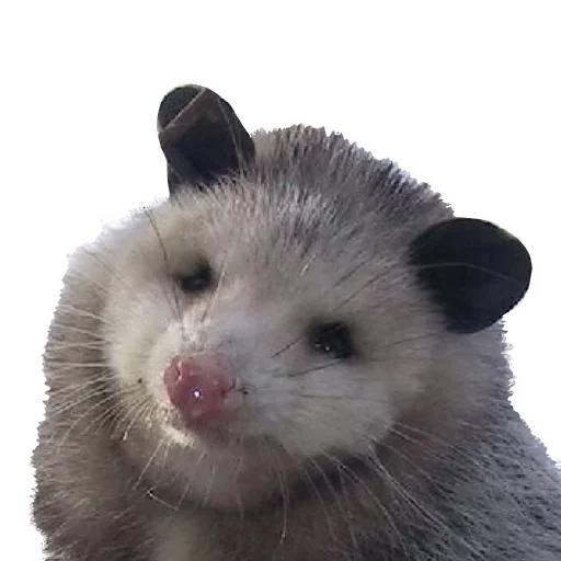 Стікер Opossum Coming 💻
