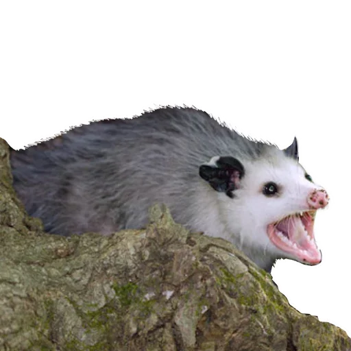 Opossum Coming stiker 😊