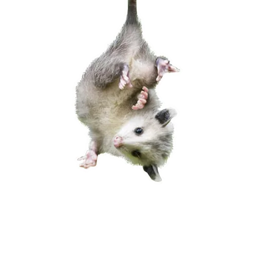 Telegram stiker «Opossum Coming» 🤓