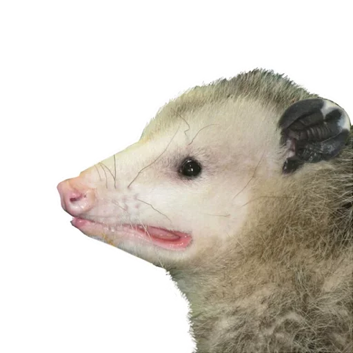 Opossum Coming stiker 🤣
