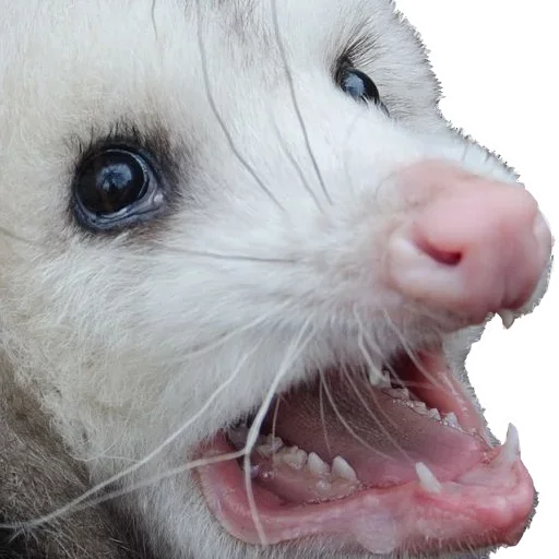 Стікер Telegram «Opossum Coming» 😝
