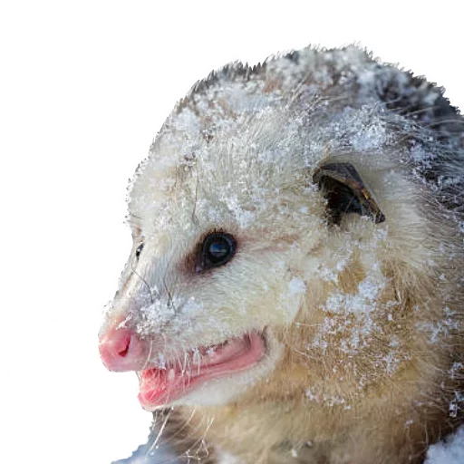 Opossum Coming emoji 😝