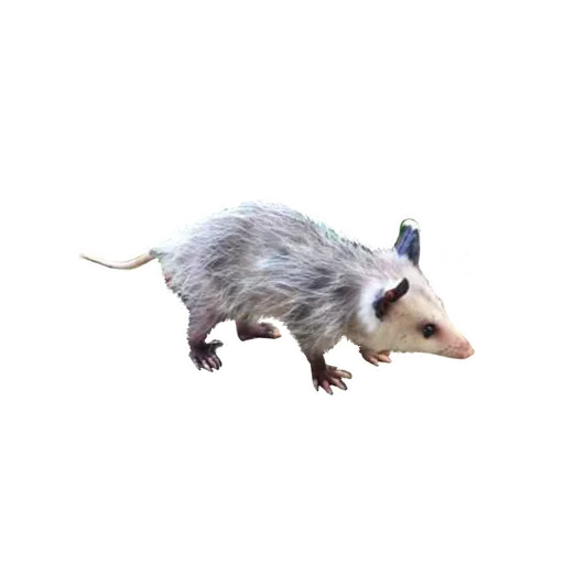 Opossum Coming sticker 😜