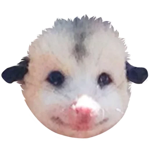 Opossum Coming stiker 😎