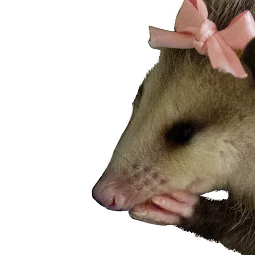Opossum Coming stiker 😝