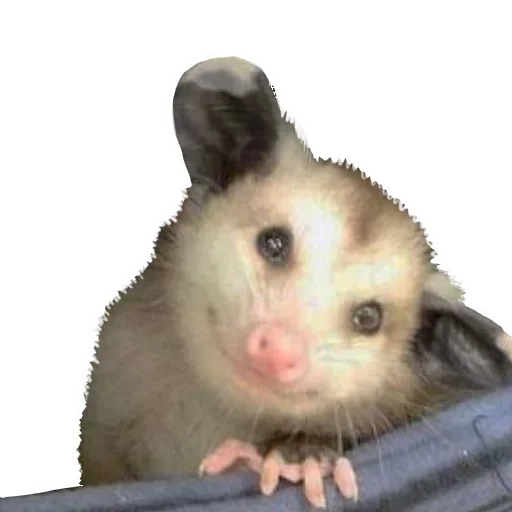 Opossum Coming sticker 😝
