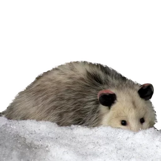 Opossum Coming emoji 😝
