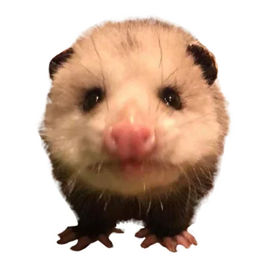 Стикер Opossum Coming 😏