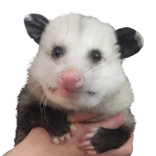 Opossum Coming stiker 🤩